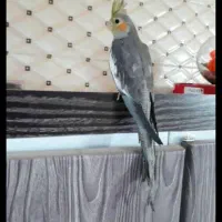 عروس هلندی|پرنده|یزد, |دیوار