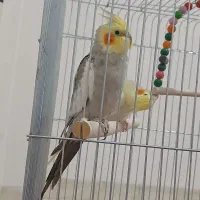 عروس. هلندی