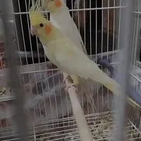 مرغ عروس هلندی