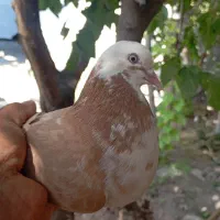 کفتر کفتر باز  شازده زرد