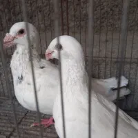 فروش فوری تعدادی کبوتر