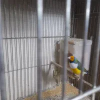 فنچ گلدین بنگالی ستاره ای زبرا گینگ و معمولی|پرنده|فردوسیه, |دیوار