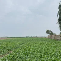 اسفناج|خوردنی و آشامیدنی|سرخنکلاته, |دیوار