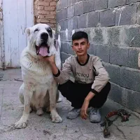 سگ آلابای .سرابی خراسانی پژدر افغان