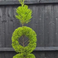 باغبانی وهرس لاوسون