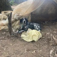 سگ شکاری پوینتر 8 ماهه