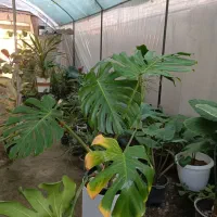 گل برگ انجیری مانستر ارسال رایگان + هدیه