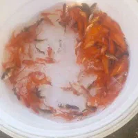 فروش ماهی قرمز نقاب