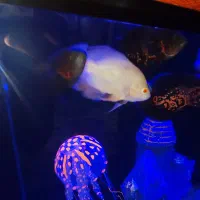 3عددماهی اسکار تایگر