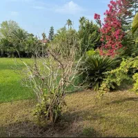 فروش ۲۰۲ متر زمین گلستان۷۵ ایزدشهر