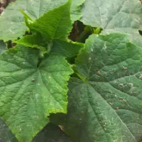 دنبال کار هستم