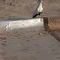 شرای|پرنده|شوش, |دیوار