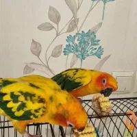 طوطی خورشیدی|پرنده|سیرجان, |دیوار