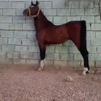اسب|اسب و تجهیزات اسبسواری|زرین دشت (فارس), |دیوار