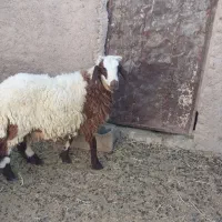 بره نر