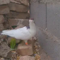 کبوتر