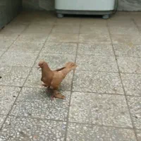 کفتر ماده زرد