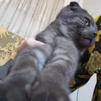 واگذاری گربه