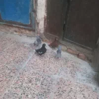 جوجه