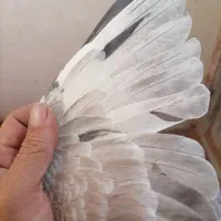 پیدا شده است|حیوانات|سبزوار, قصبه غربی|دیوار