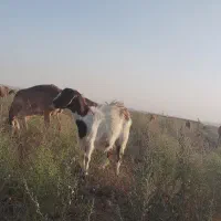 بز با بزغاله