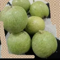 چیدن گردو