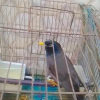 مرغ مینا و عروس هلندی|پرنده|گرگان, |دیوار