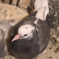 کبوتر کاکلی رفته (گمشده) حوالی یاغچیان