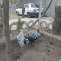 انواع مرغ و خروس و نیمچه