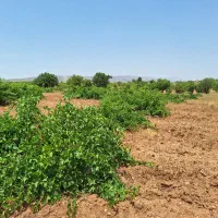 باغ هکتاری معاوضه با خونه باغ .چرامکان .پسکوهک|فروش زمین و ملک کلنگی|شیراز, باغشهر قصر سبز|دیوار