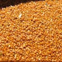 فروش قدومه و خاکشیر