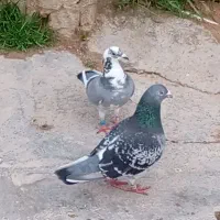 کبوتر