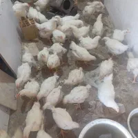 جوجه ۳۰روزه