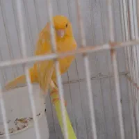 قناری نر|پرنده|مشهد, کلاته برفی|دیوار