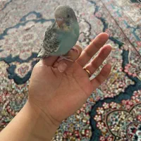 مرغ عشق ابی نر|پرنده|مشهد, عامل|دیوار