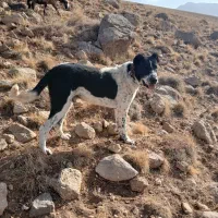 دوزدیده شده هر کس دید اطلاع بده مچکر ..|حیوانات|شهرکرد, |دیوار