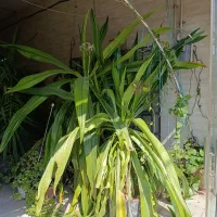 گل ذرتی|گل و گیاه طبیعی|شیراز, جوادیه|دیوار