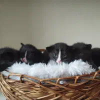 گربه عروسک گربه|گربه|همدان, |دیوار