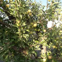 باغچه ۳۰۰ متری در روستای زان آبسرد|فروش زمین و ملک کلنگی|دماوند, دماوند|دیوار