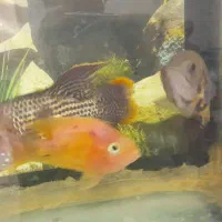 آکواریوم باتمام وسایل وماهی گوشت خوار