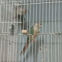فروش پرنده گرینچیک