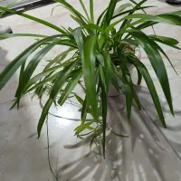 گل و گیاه|گل و گیاه طبیعی|دورود, |دیوار