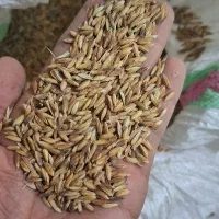 شلب شلتوک بذری|گل و گیاه طبیعی|حمیدیه, |دیوار