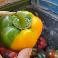 کارگر گلخانه  . با خانواده یا مجرد|استخدام سرایداری و نظافت|همدان, |دیوار