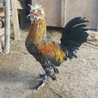 خروس سلطان