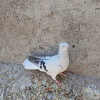 کبوتر فروشی