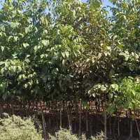 نهالستان شهر نهال با ضمانت کتبی 5 ساله|خدمات باغبانی و درختکاری|ایلام, |دیوار