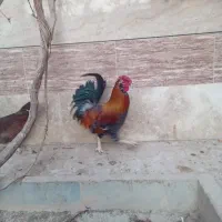 مرغ گلین حیوانات مزرعه|حیوانات مزرعه|برخوار, |دیوار