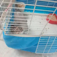 عروس|پرنده|قم, مهدیه|دیوار