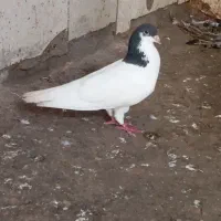 کبوتر رنگی وپلاکی